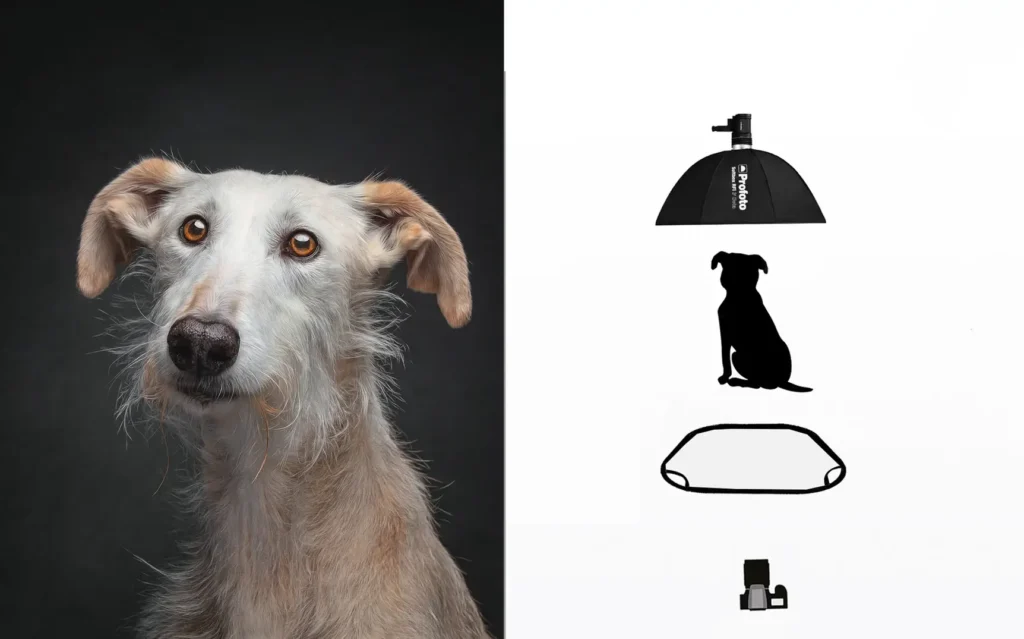 zdjęcie psa wykonane przy użyciu lamp Profoto
