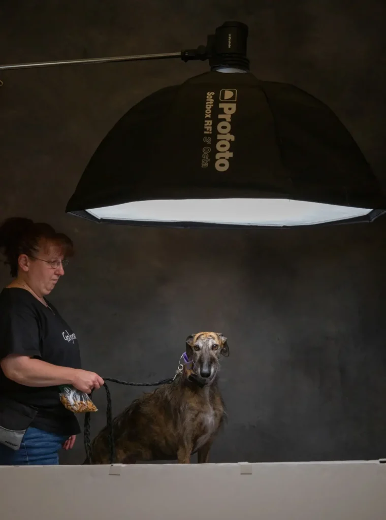 zdjęcie psa wykonane przy użyciu lamp Profoto